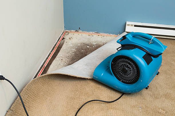 Best Carpet water damage restoration  in Halfway, MD